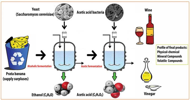 Fermentation Miniaturization